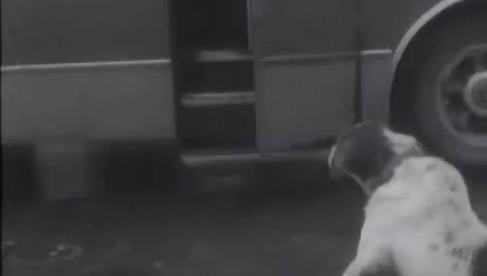 Przez 14 lat każdego dnia czekał na przystanku na swojego właściciela. Historia tego psa poruszyła cały świat