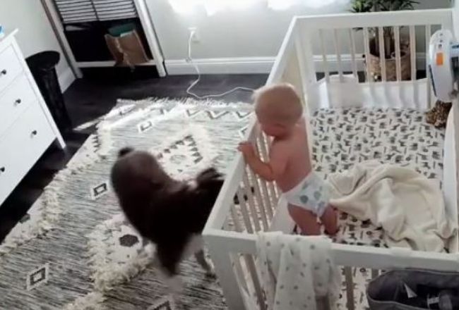 Kamera w pokoju dziecka uchwyciła, co robi pies z malutkim chłopcem. Rodzice nie mogli uwierzyć