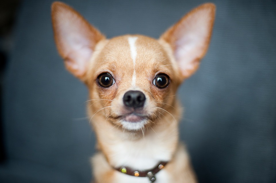 Chihuahua w ciąży miała ogromny brzuch. Gdy zaczęła rodzić, ludzie nie dowierzali