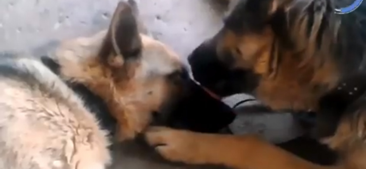 Panowie, bierzcie przykład. Bezgraniczna i wspaniała miłość (video)