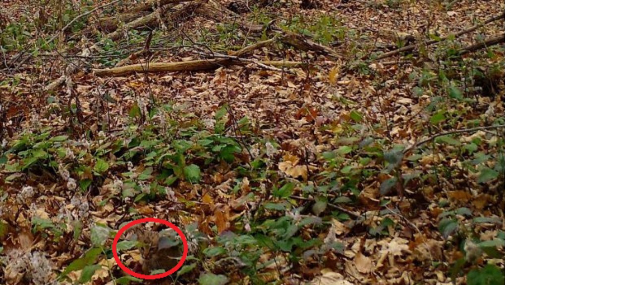 Intymne wyznanie Dominiki Gwit. Wielu fanów nie było na nie przygotowanych