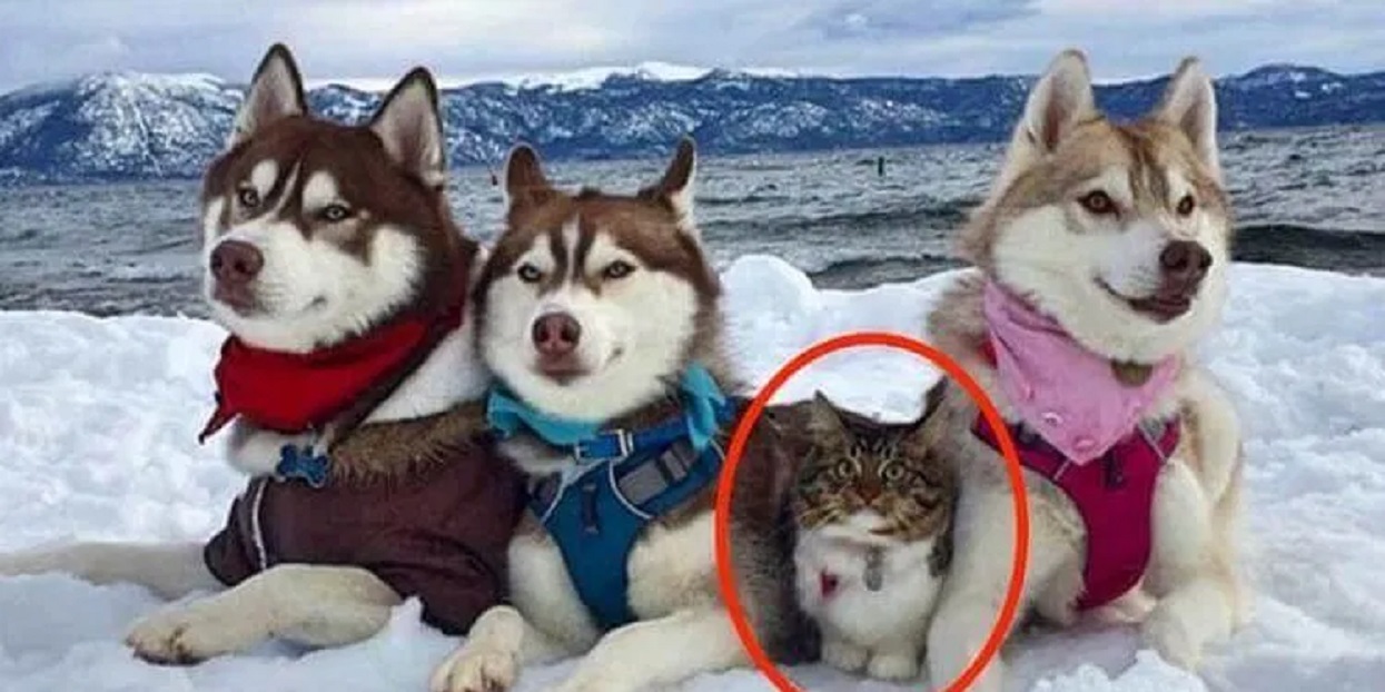 Kot został uratowany przez Husky. Wierzy, że jest silnym i odważnym psem