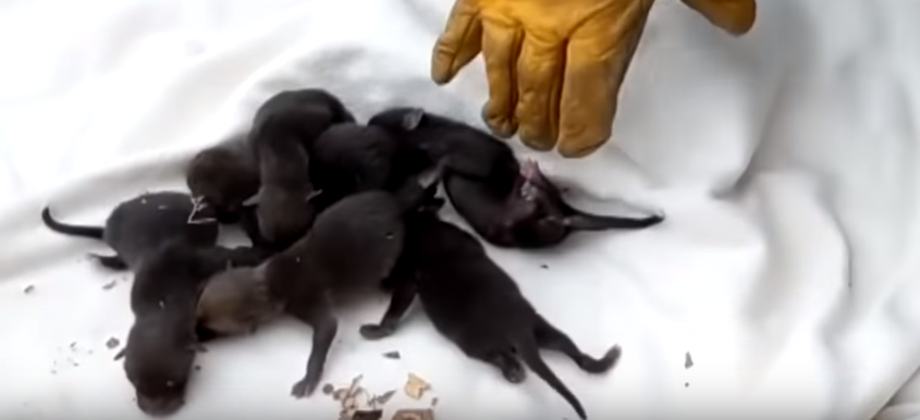 Byli przekonani, że uratowali szczeniaczki labradora. Kiedy lekarz powiedział im, co to za zwierzęta, zaparło im dech w piersiach
