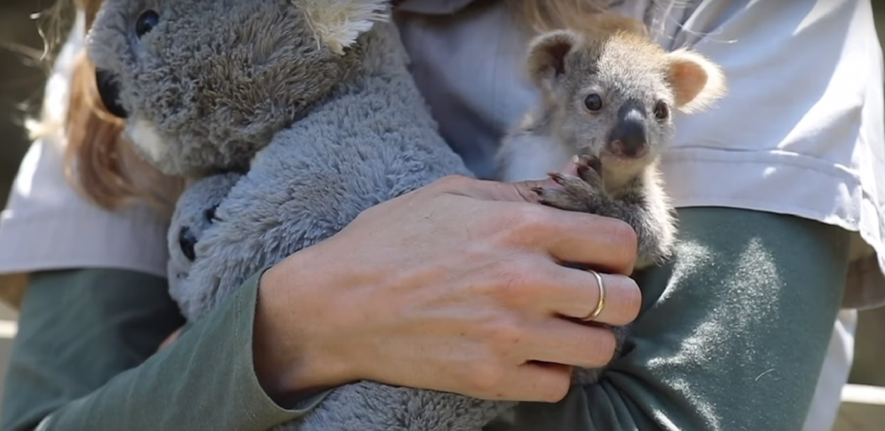 Mały miś koala stracił mamę. Teraz jego towarzyszem jest pluszak