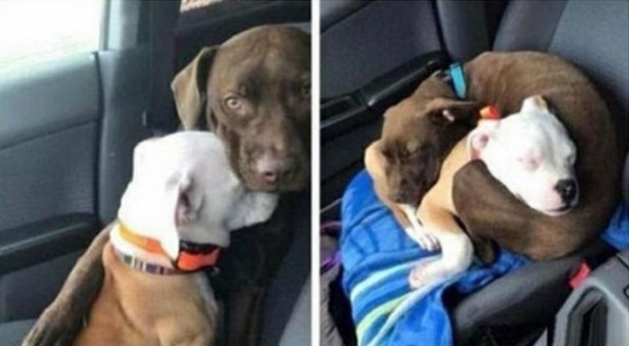 Daisy nie lubi jazdy samochodem, więc Luna pocieszą ją tak długo, aż nie zasną