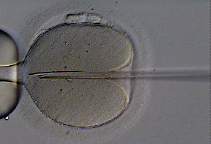 Senacka komisja za odrzuceniem ustawy o in vitro