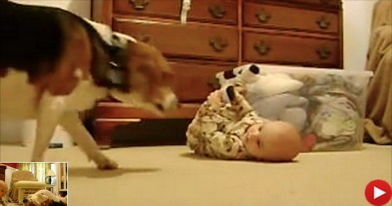 Obserwuj co się dzieje w momencie, gdy pies podejdzie do dziecka... (video)
