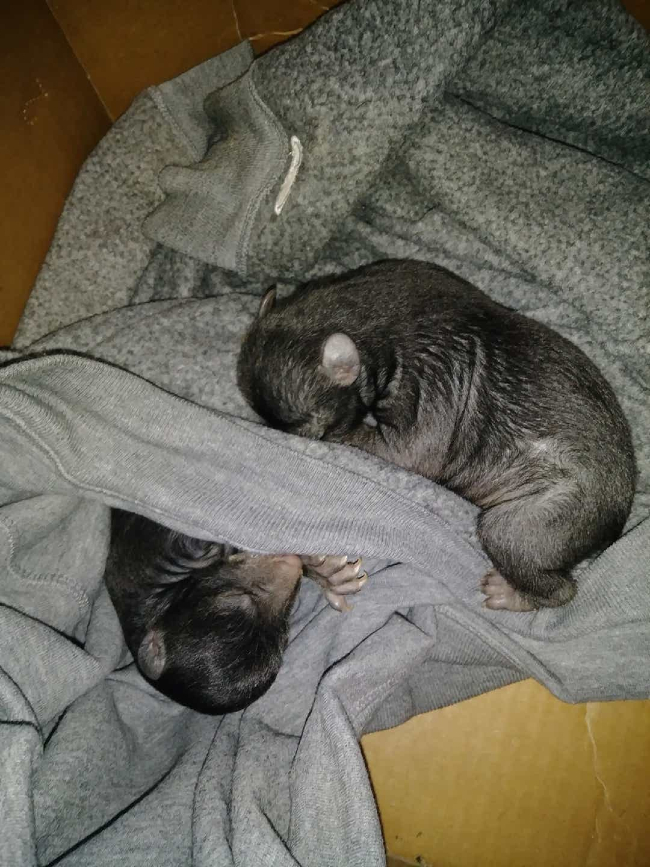 Był przekonany, że ktoś podrzucił mu karton ze szczeniakami. Włosy stanęły mu dęba, kiedy dowiedział się, czym naprawdę są