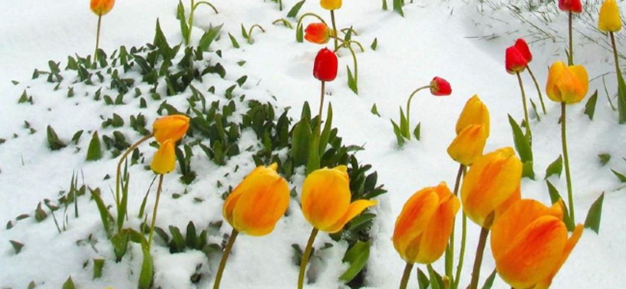 Tulipany w śniegu, niezwykle rzadki widok