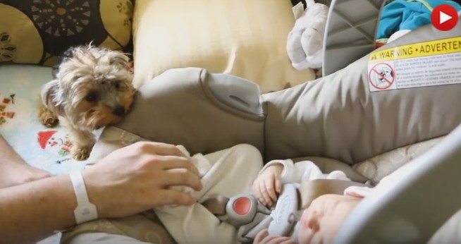 Mały York po raz pierwszy zobaczył niemowlaka. Spójrz jak zareagował. Był to początek... (VIDEO)