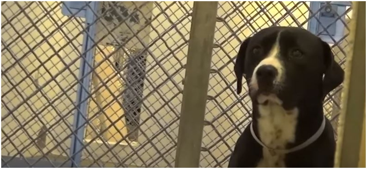 Pies bał się, że nigdy nikt go nie adoptuje. Gdy w końcu przyszła kolej na niego, jego reakcja doprowadziła wszystkich do łez