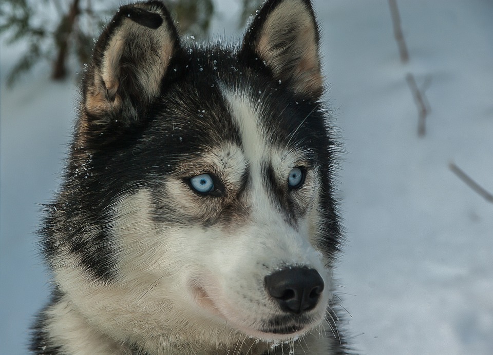 Suczka husky została zapłodniona przez małego szpica. Szczeniaki wyglądają nieziemsko, sama słodycz