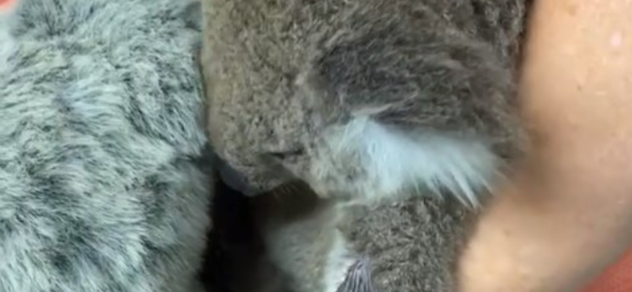 Miś koala właśnie stracił mamę. Rozczulająco tuli się do pluszowej zabawki