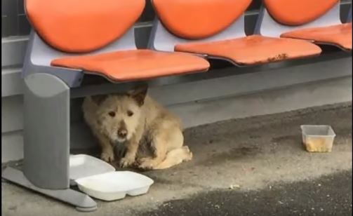 Bezdomny pies miesiącami błąkał się po mrozie. Kiedy w końcu ktoś do niego podchodzi, reakcja zwierzaka powala