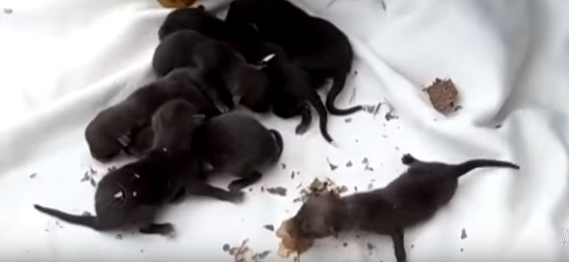 Byli przekonani, że uratowali szczenięta labradora. Gdy weterynarz powiedział czym są, właścicieli zamurowało momentalnie