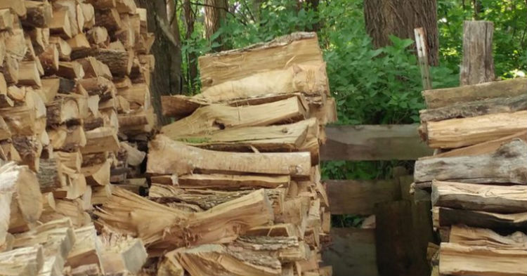 Na zdjęciu znajduje się kot, odnajdziesz go? 99% osób poddaje się od razu