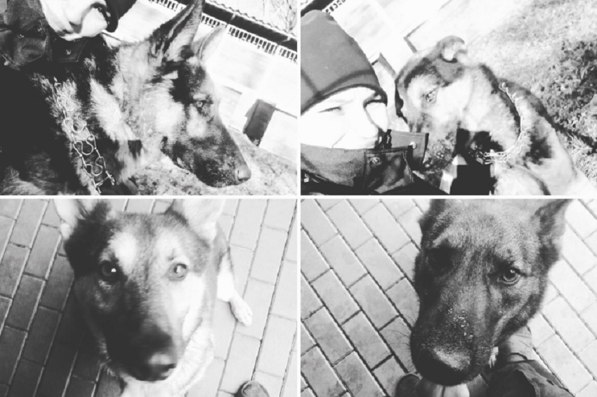 Policja żegna 6 psów, które wczoraj tragicznie zginęły. Wzruszające do łez wpisy
