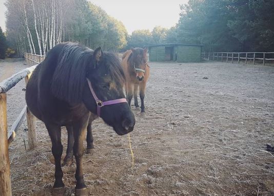 Ktoś otruł konie pomagające w terapii chorym dzieciom. Sprawcy poszukiwani
