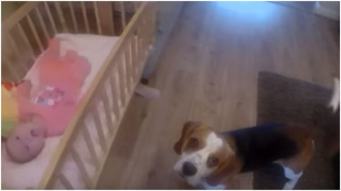 Beagle podbiegł do łóżeczka małego dziecka. Chwilę potem stało się niepojęte, mama musiała od razu zareagować