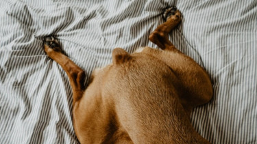 Pitbull zapłodnił husky. Ich szczeniaki wyglądają oszałamiająco, to nie jest fotomontaż