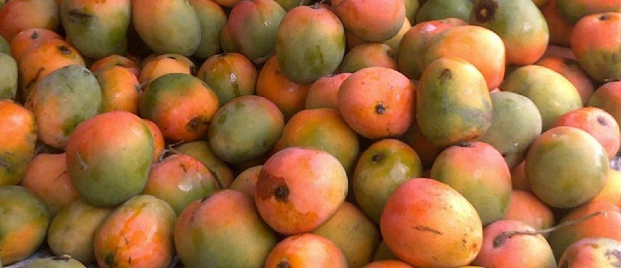 Urocza papużka skryła się wśród soczystych mango. Tylko nieliczni potrafią znaleźć ją w 5 sekund