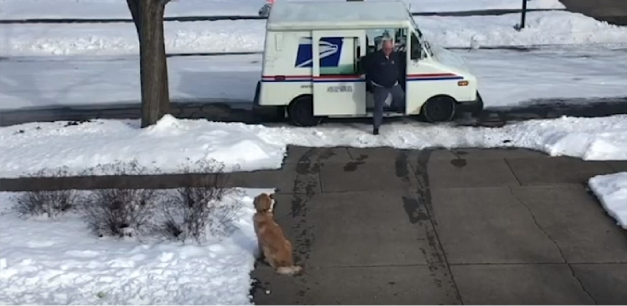Golden retriever bez opiekunów spotkał listonosza. Niewiarygodne, co mu zrobił, wszystko się nagrało