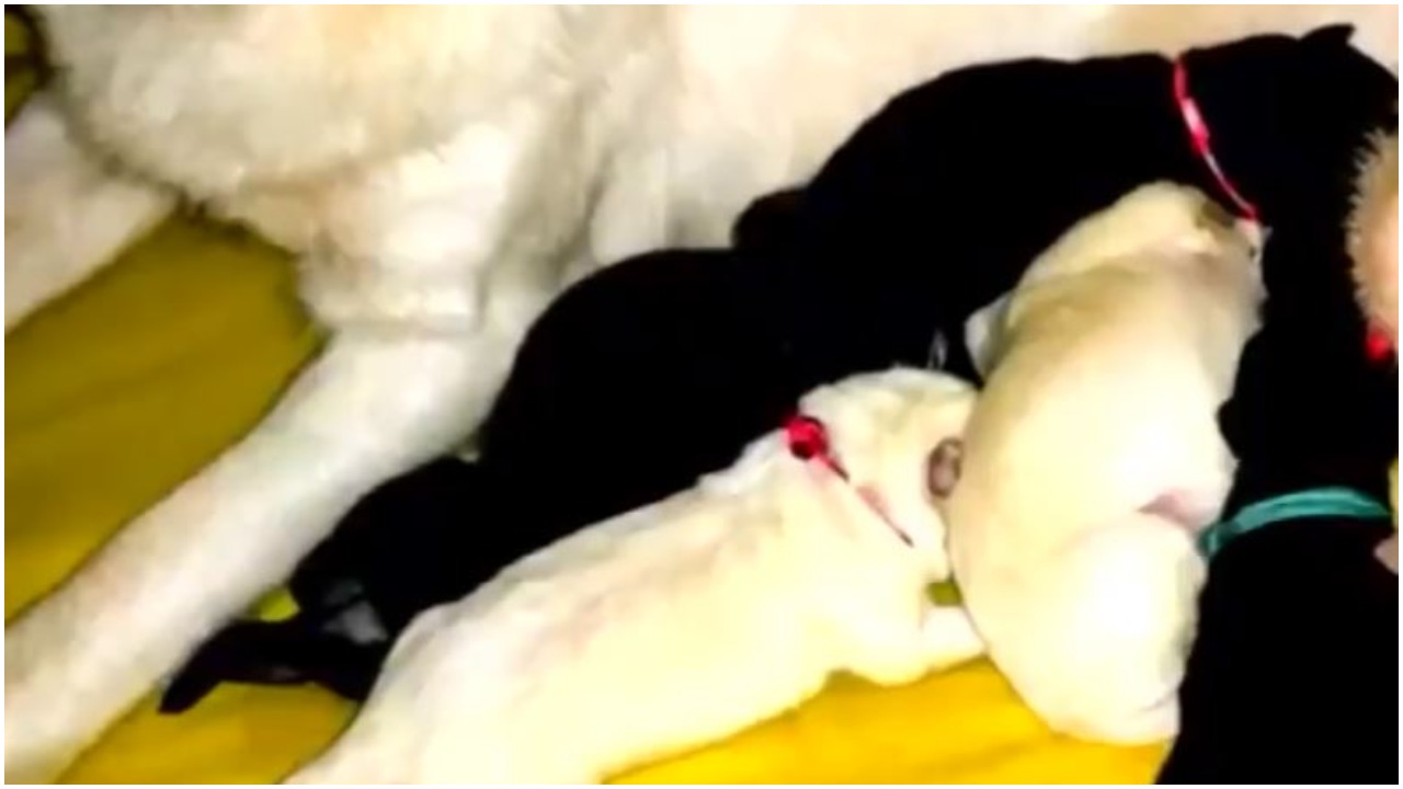 Skrzyżowali pomeraniana z husky. Wygląd szczeniaka zwala z nóg