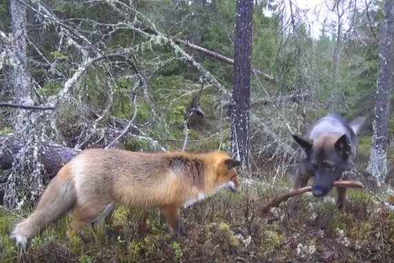 Pies zaprzyjaźnił się z lisem w norweskim lesie. Tylko na nich spójrz.. (VIDEO)