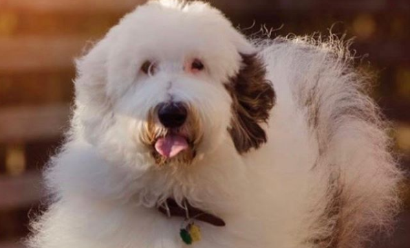 Dziecko nie zaśnie bez pomocy dwóch ogromnych husky. Nagranie zwala z nóg, internauci oglądają je na okrągło