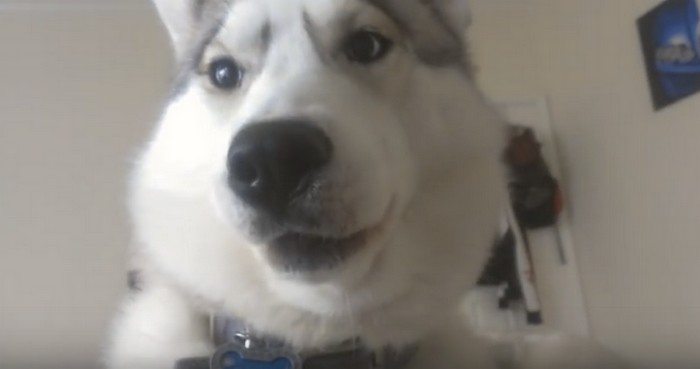 Husky w taki sposób budzi swojego właściciela każdego dnia o 6 rano. Tylko na to spójrz (VIDEO)