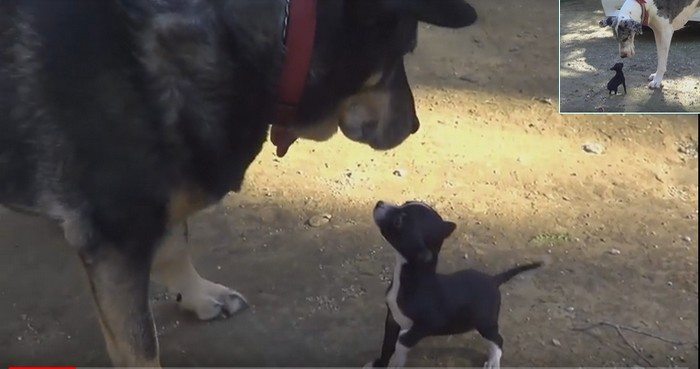 Mały piesek spotyka swoich nowych, dużych kolegów. Spójrz jak zareagowali! (VIDEO)