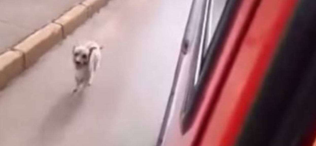 Ratownicy pędzili karetką na sygnale, nagle w lusterku zobaczyli psa. Musieli się zatrzymać, powód wzrusza do łez