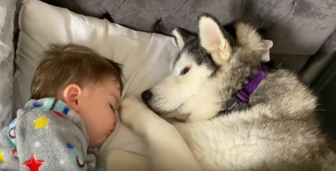 Husky zakradł się do łóżka dziecka. Chwilę potem stała się niesamowita rzecz, nagranie pokochały miliony internautów