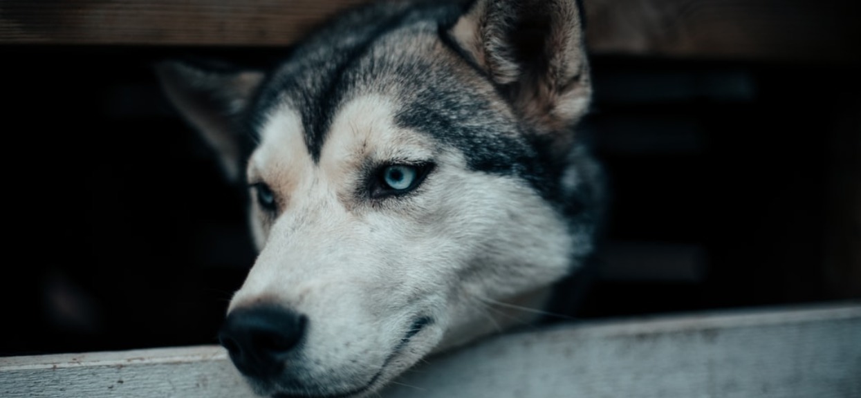 Za granicą zaczyna brakować psów i kotów do adopcji. Niezwykły powód