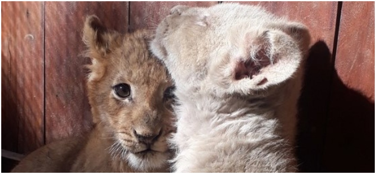 Polskie ZOO na skraju upadku przez epidemię. W sieci ruszyła zbiórka
