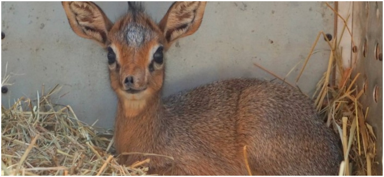 Polskie ZOO prosi o pomoc w nazwaniu słodkiego zwierzątka. Musi być muzyczne i na literkę "L"