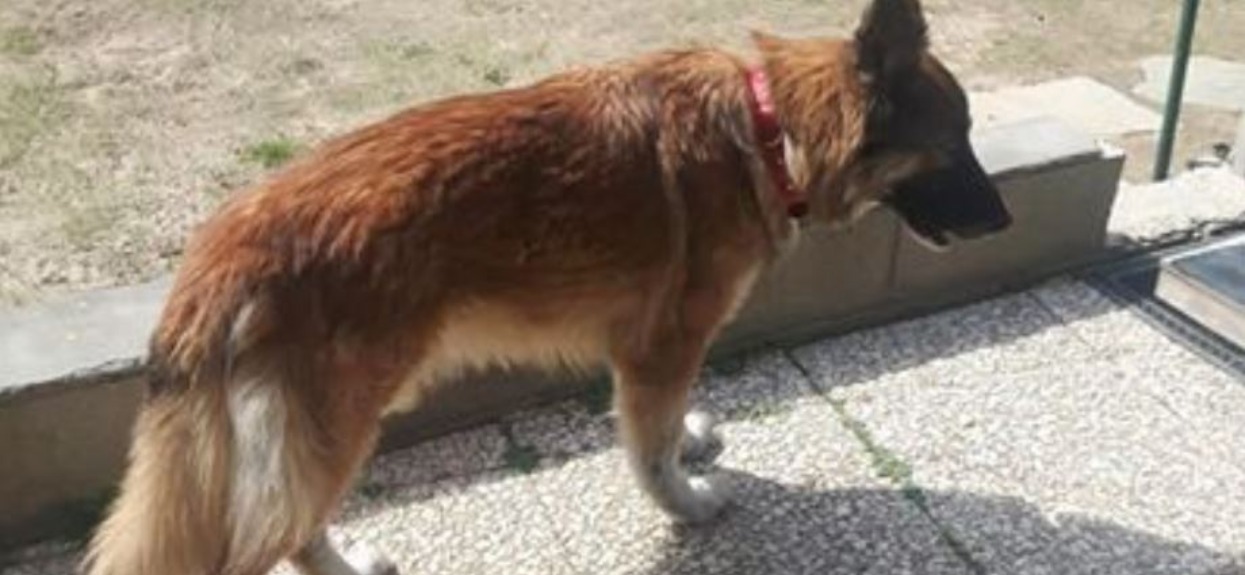 Twój pies często liże cię po twarzy? W ten sposób chce ci coś powiedzieć