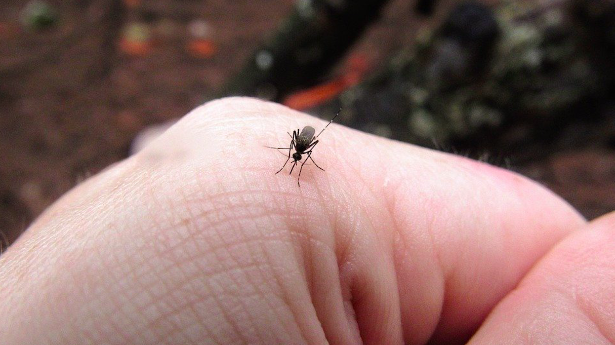 Niebawem wysyp komarów, mogą przenosić wirusa? Epidemiolog wyjaśnia
