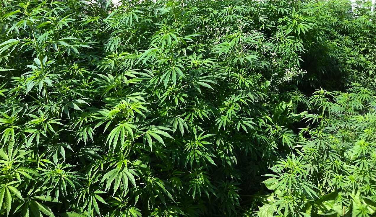 Kolejne państwo w pełni legalizuje marihuanę