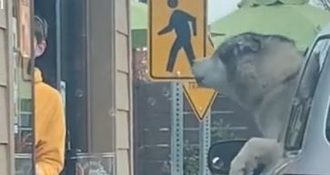 Husky "zamawia" kawę z samochodu. Wideo ma już setki tysięcy wyświetleń, płaczemy ze śmiechu