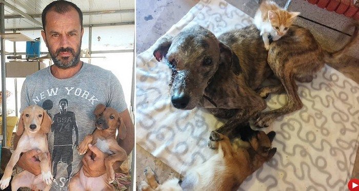 Dentysta zrezygnował z zawodu, aby ratować życie ponad 200 bezdomnych psów. Nie miał już pieniędzy, więc sprzedał swój... (ZDJĘCIA)