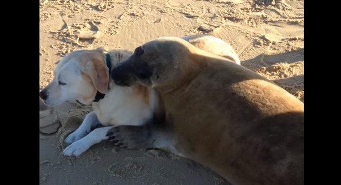 Foka podpełzła do psa siedzącego na plaży i zrobiła coś niesamowitego. Właściciele psa byli zaskoczeni (VIDEO)