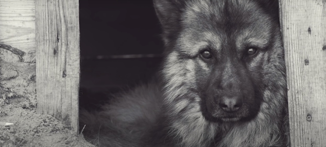 Owczarek niemiecki całe życie spędził na łańcuchu. Po raz pierwszy