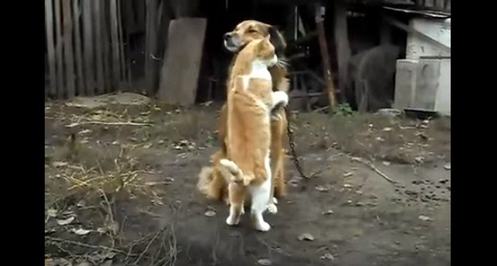 Kot i jego cudowne zachowanie w stosunku do psa. Spójrz, co zrobił.. (VIDEO)