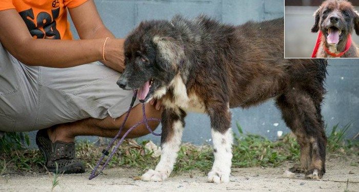 Nikt nie zwracał na niego uwagi z powodu swojego wyglądu. Piesek nie widział na jedno oko i szukał pomocy. W końcu szczęście się do niego uśmiechnęło
