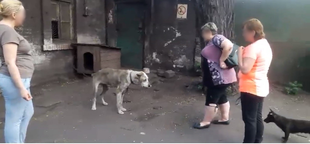 Kobieta Pojechała Do Schroniska Po Psa Jeden Z Nich Rzucił Się Na Nią