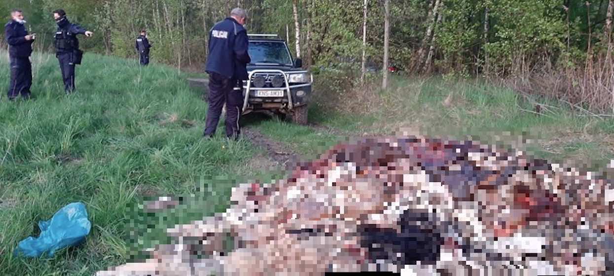 Sołtys zobaczył, co ktoś porzucił w lesie i pobladł. Podobnego widoku w życiu nie widział, jest zdruzgotany