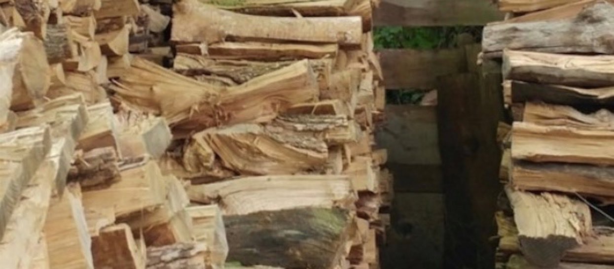 Na zdjęciu ukrył się kot. Mało kto potrafi go zauważyć bez podpowiedzi, wyzwanie dla najbystrzejszych