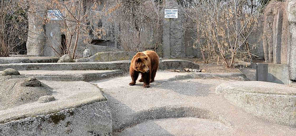 Nagle wtargnął do warszawskiego zoo, ciężko uwierzyć, co chciał zrobić niedźwiedziowi. Na miejscu szybko pojawiły się służby