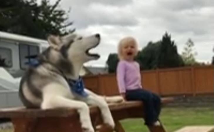 Mała dziewczynka nagle zaczęła krzyczeć. Reakcja leżącego obok husky'ego zwala z nóg, wszystko się nagrało